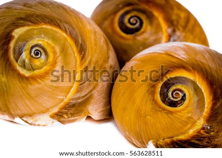 Close up picture of common snail shells