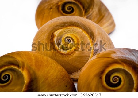 Close up picture of common snail shells