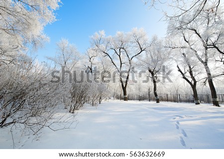 The picture of the landscape of rime and snow.The photo was taken in Daqing city Heilongjiang province,China.