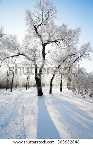 The picture of the landscape of rime and snow.The photo was taken in Daqing city Heilongjiang province,China.