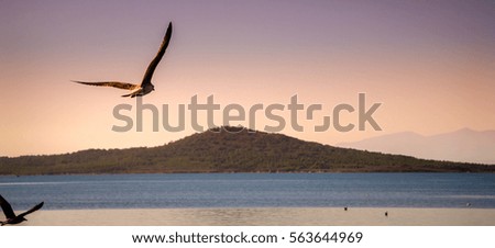 Seagull  flying in sunset over the sea