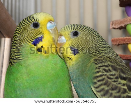 Two Green and Yellow Parakeets - Close up photograph of two standard green and yellow parakeets.  Selective focus on the head area of the birds.  