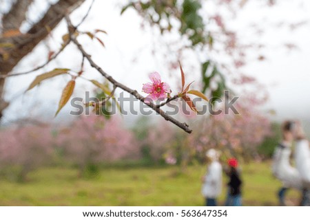 Wild himalayan cherry (sakura)