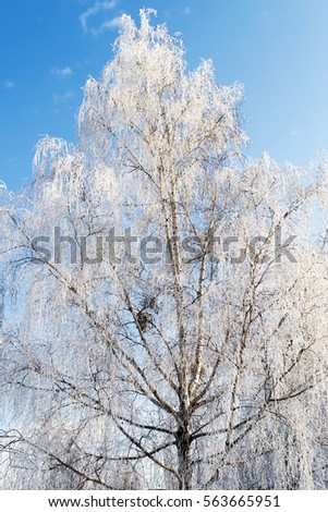 with birch branches covered with hoarfrost close up on a background of blue sky