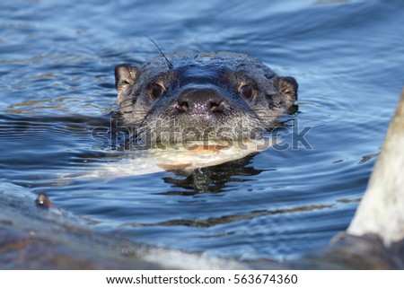 North American river otter eating fish, (Lontra canadensis), Oregon, Ashland, Ashland Pond