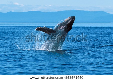 Humpback whale breaching (Megaptera novaeangliae), Alaska, Southeast Alaska, Frederick Sound Royalty-Free Stock Photo #563691460