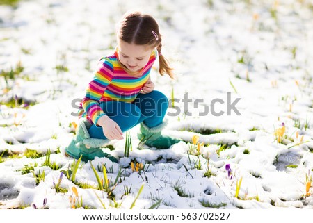 Cute little girl in colorful dress watching first spring crocus flowers under snow on sunny cold day. Child picking garden flower. Kid on Easter egg hunt. Family and nature fun on snowy spring day