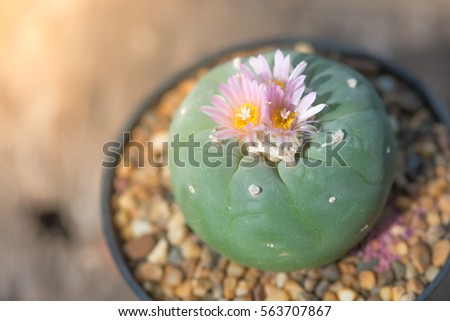 Lophophora cacuts with pink flower