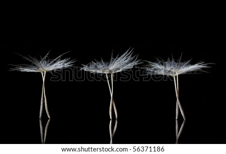 Extreme Macro of Dandelion Seeds resembling ballet dancers on the stage, with copyspace for texts