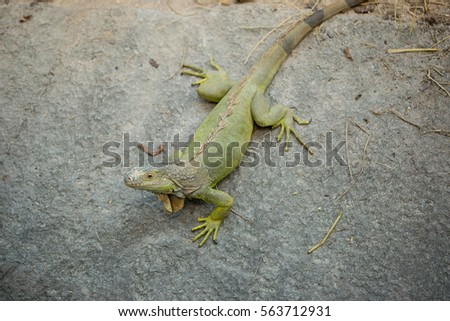 Chameleon grasp on stone - Stock image