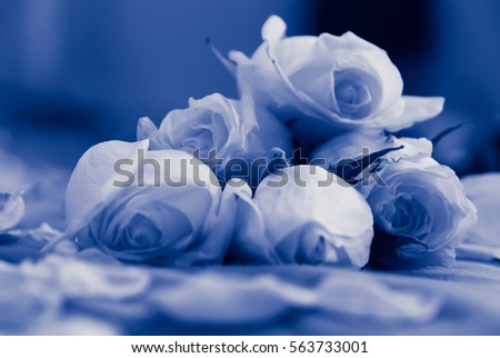 blue watercolor vintage style in natural lighting and shadow of blur white roses and rose petals on bed decorated for special period. Romantic set up for Valentine Day,Honeymoon,Wedding Anniversary