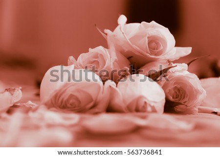 low key vintage style in natural lighting and shadow of blur white roses and rose petals on bed decorated for special period. Romantic set up for Valentine Day,Honeymoon,Wedding Anniversary