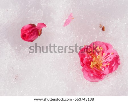 Plum blossoms and snow