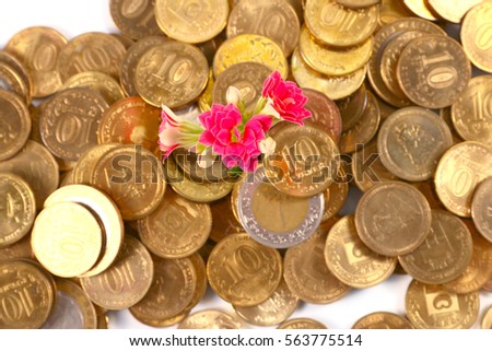 lovely pink decorative flower kalanchoe and a bunch of gold coins Russian money