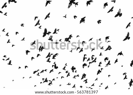 flock of birds isolated on white background and texture, clipping path