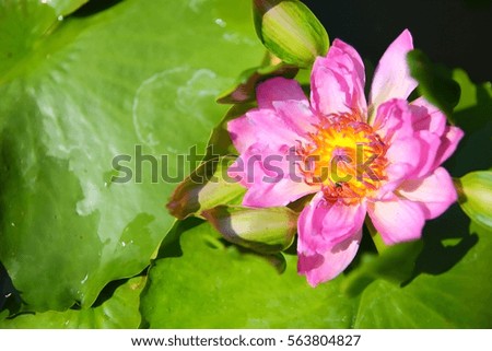 Water lily flower in the pond in the morning