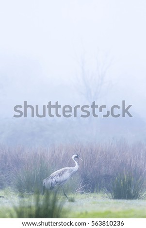 Crane. Foggy nature background. Bird: Common Crane. Grus grus.
