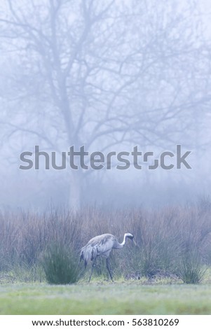 Crane. Foggy nature background. Bird: Common Crane. Grus grus.