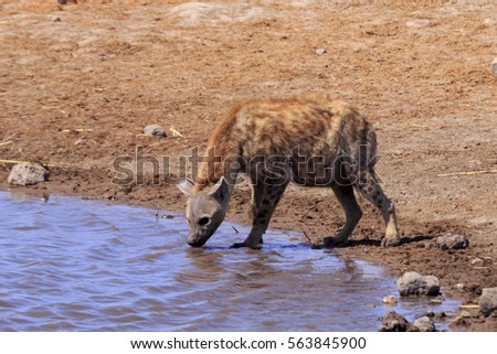 Hyena drinking in Etosha Parc Namibia