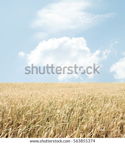 wheat field and blue sky with clouds