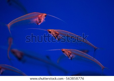 Kryptopterus bicirrhis (transparent fish). Royalty-Free Stock Photo #563858776