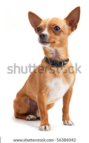 Chihuahua looking up on the white background in the studio