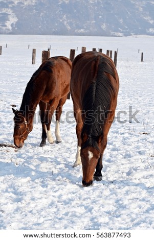 Horses on pasture in winter