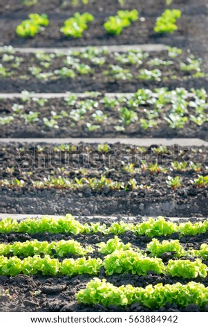 Fresh young green and red lettuce plants on a sunny vegetable garden patch with other vegetables in the background.  vitamins healthy biological homegrown spring organic - stock image
