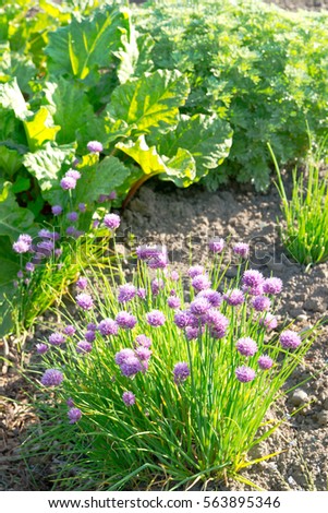 Purple blossoming chives on a sunny vegetable garden bed
.  vitamins healthy biological homegrown spring organic - stock image