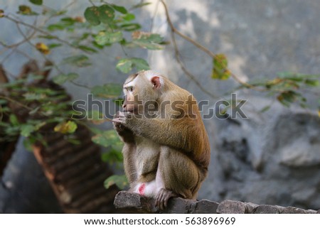Pictures of monkey at a zoo in Thailand.