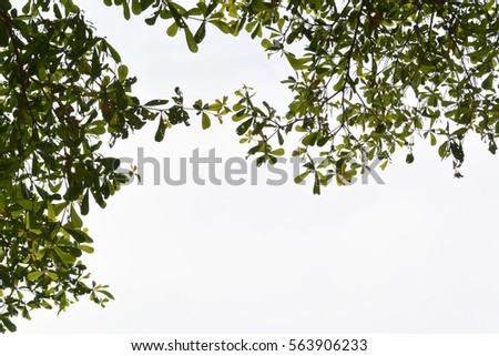 Green tree sky background
