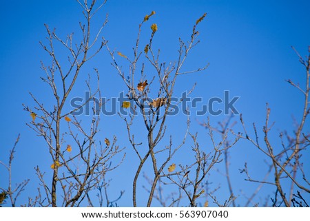 Branch of oak in autumn in sunny day with blue sky.