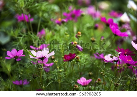 Cosmos . Field of pink, red, lilac chamomiles .. Summer background, floral pattern