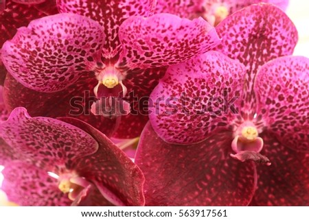 Beautiful color orchids, selective focus for background. Beautiful of pink vanda. Free space for text.