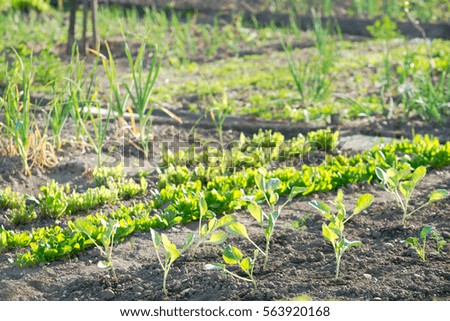Young kohlrabi plants with other vegetables in the background on a sunny patch.  vitamins healthy biological homegrown spring organic - stock image