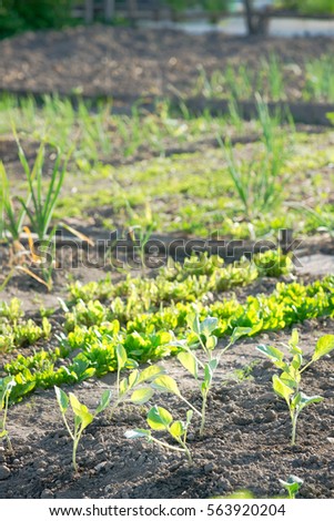 Young kohlrabi plants with other vegetables in the background on a sunny patch.  vitamins healthy biological homegrown spring organic - stock image