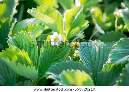 Close up of young strawberry plants with a strawberry flower on a sunny vegetable garden patch with straw.  vitamins healthy biological homegrown spring organic - stock image