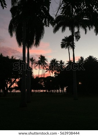 Pink sunset Palms 
