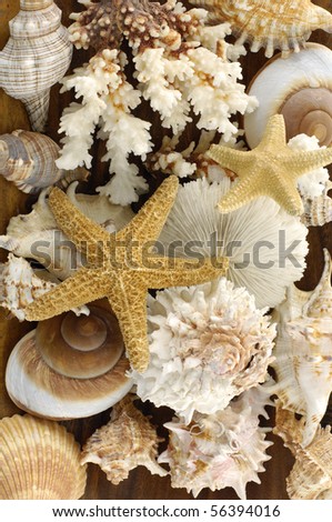 mussels and starfish background