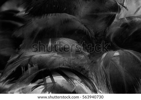  feather wool dark black with light abstract background
