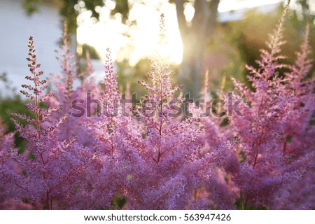 Pink flowers in the garden. Early morning, the first rays of the sun.
