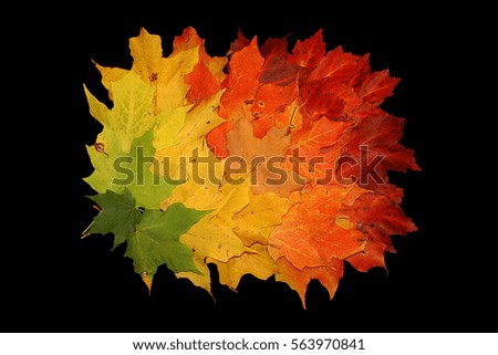 Colorful maple leaves in gradient arrangement during New England foliage
