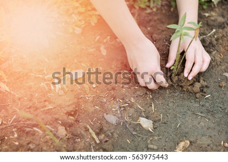 World environment day and World Day to Combat Desertification and Drought. Reforestation eco bio arbor ecosystems reforestation concept. Child's hands growing  seeding plant,natural ecology concept. Royalty-Free Stock Photo #563975443