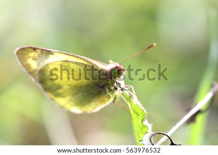 macro photo of a green butterfly. old picture of an insect