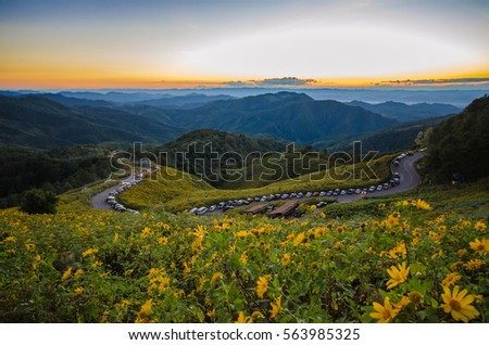 Beautiful Mexican sunflower with sunset on the hill, Khun Yuam, Mae hong son