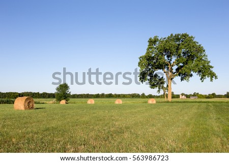 Golden hay bales in a green field under a large tree with a farm in the distant background.  Copy space in sky if needed.