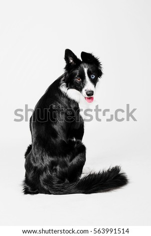 Border Collie dog sits turning to the camera on a white background in the photo studio