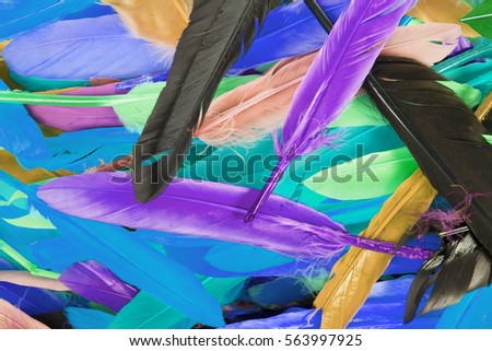 Beautiful rainbow color colored bird feathers. Parrot goose duck colorful painted feather. Feather texture background or wallpaper for any concept. Studio photo.