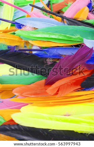 Beautiful rainbow color colored bird feathers. Parrot goose duck colorful painted feather. Feather texture background or wallpaper for any concept. Studio photo.