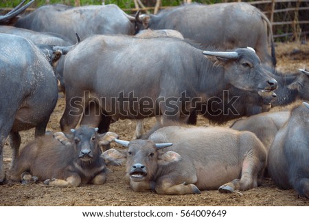 VIiew of a group of buffalo at a farm. Thailand